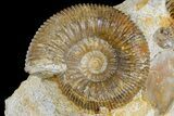 Jurassic Ammonites (Stephanoceras) - Fresney, France #177613-3